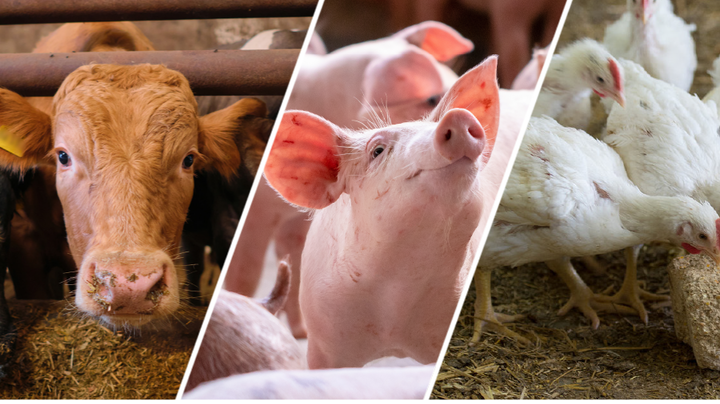 Rind, Schweine und Hühner im Stall