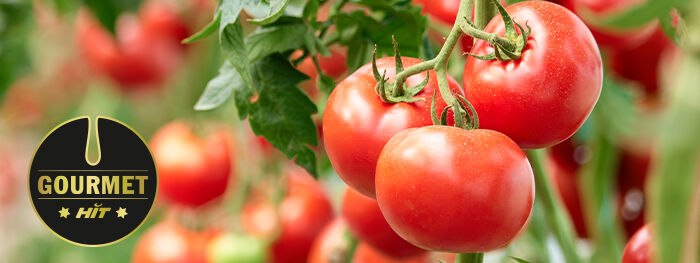 Logo Gourmet HIT, rote Tomaten an Strauch Logo Gourmet HIT, rote Tomaten an Strauch
